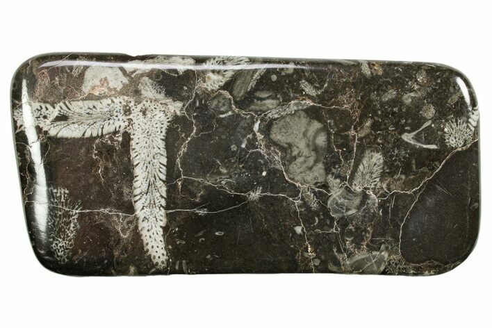 Polished Devonian Fossil Coral and Bryozoan Plate - Morocco #365139